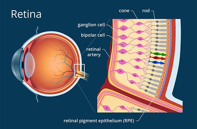 retina-678x446